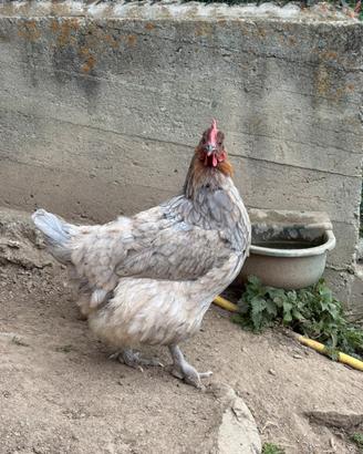 Marans