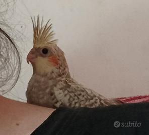 Calopsite allevata a mano