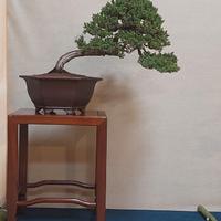 BONSAI DI GINEPRO PRECUMBES (venduto!)