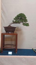 BONSAI DI GINEPRO PRECUMBES (venduto!)