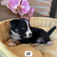 Border collie finanziabili con pedigree