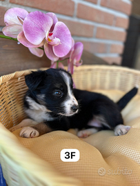 Border collie finanziabili con pedigree