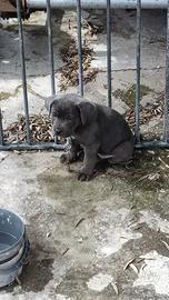 Cuccioli di cane corso