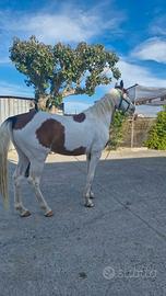 Cavallo per stagione di monta