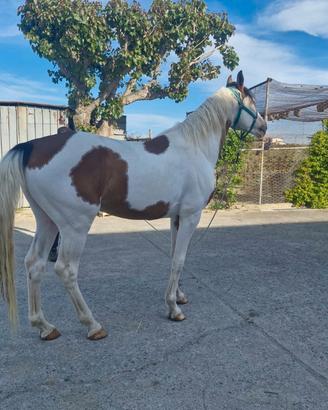 Cavallo per stagione di monta