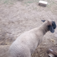 Agnello sulfok puro