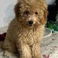 Barboncini nani - ultima disponibile