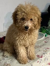 Barboncini nani - ultima disponibile