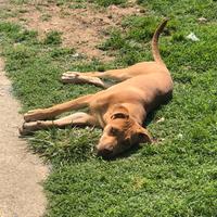 Cuccioli Pitbull