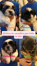 Vendita shitzu