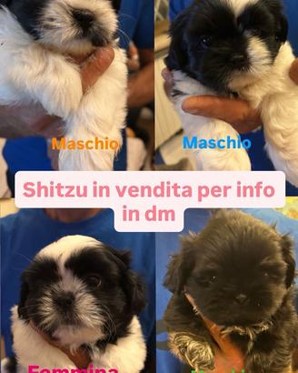 Vendita shitzu