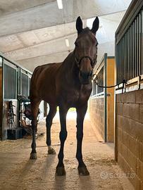 Cavallo Westfalen Tedesco del 2014