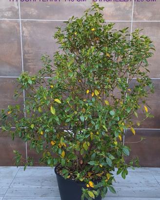 Piante da giardino/terrazzo