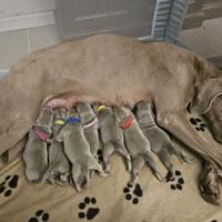 Disponibili cuccioli Weimaraner
