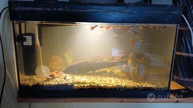 Acquario 60litri