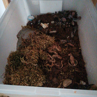 Isopodi, intere colonie ,completi di box