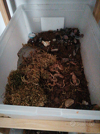 Isopodi, intere colonie ,completi di box