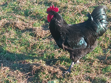Gallo australorp
