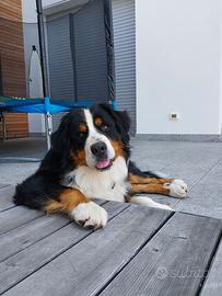 Bovaro del bernese