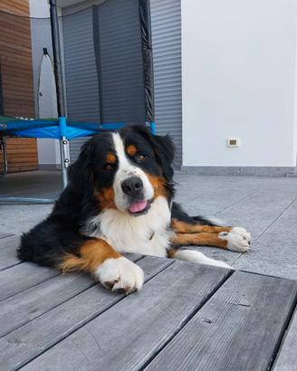 Bovaro del bernese