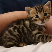 Cucciolo gatto bengala ultimo disponibile gattini