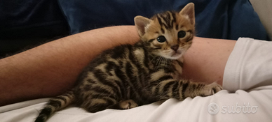 Cucciolo gatto bengala ultimo disponibile gattini