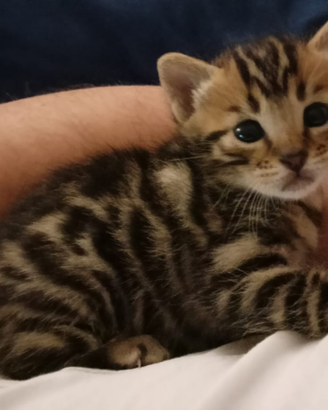 Cucciolo gatto bengala ultimo disponibile gattini