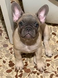 Bulldog francese