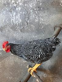 Gallo amrocks