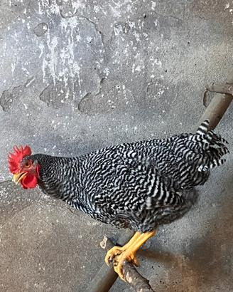 Gallo amrocks