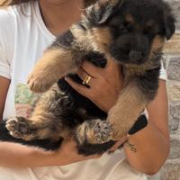 Ultimo maschio con il pedigree