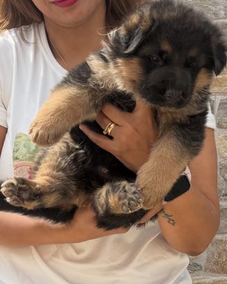 Ultimo maschio con il pedigree