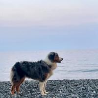 Cuccioli Australian shepherd