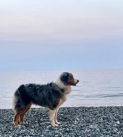 Cuccioli Australian shepherd