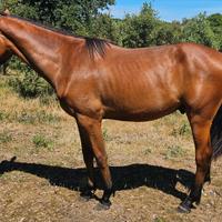 Cavallo sella italiano