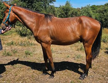 Cavallo sella italiano