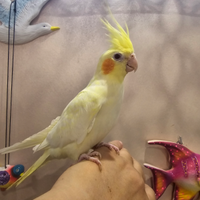 Pappagalli calopsite allevati a mano