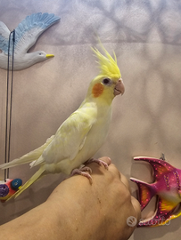 Pappagalli calopsite allevati a mano