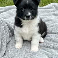 Cuccioli incrocio border collie