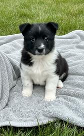 Cuccioli incrocio border collie