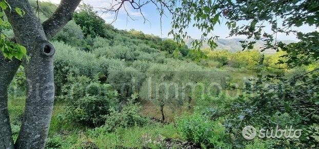 Terreno 7.000 mq e rustico a pidimonte etneo - Vista 2