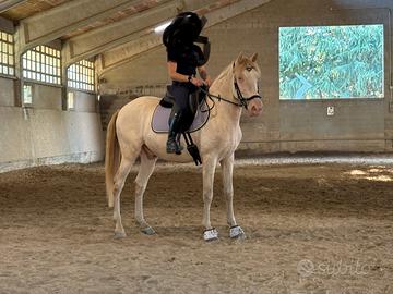 Cruzado cremello - 9 anni - 150 cm al garrese