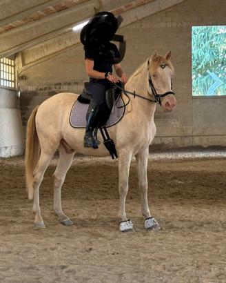 Cruzado cremello - 9 anni - 150 cm al garrese