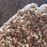 Semi di sulla in guscio