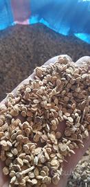 Semi di sulla in guscio