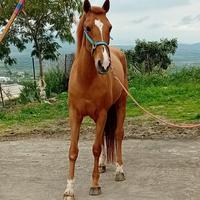 Cavalla Spagnola Gravida