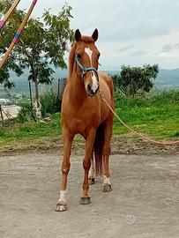 Cavalla Spagnola Gravida