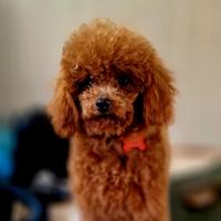 Barboncino toy red adulta pedigree enci