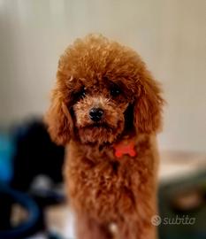 Barboncino toy red adulta pedigree enci