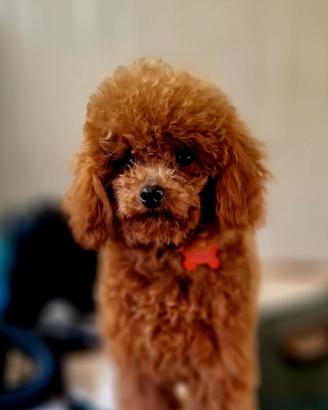 Barboncino toy red adulta pedigree enci